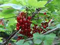 2009-0615_Redcurrants_1130-20,7C